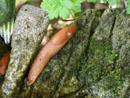 rote Wegschnecke